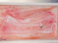 PESCA XXI (41)
